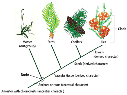 Plants cladogram The A Level Biologist Your Hub