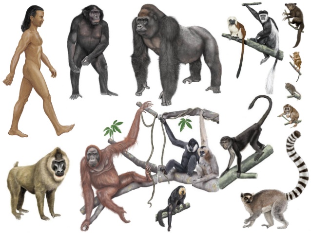 primates-the-a-level-biologist-your-hub