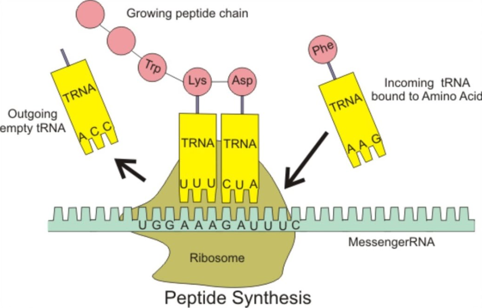 translation-the-a-level-biologist-your-hub