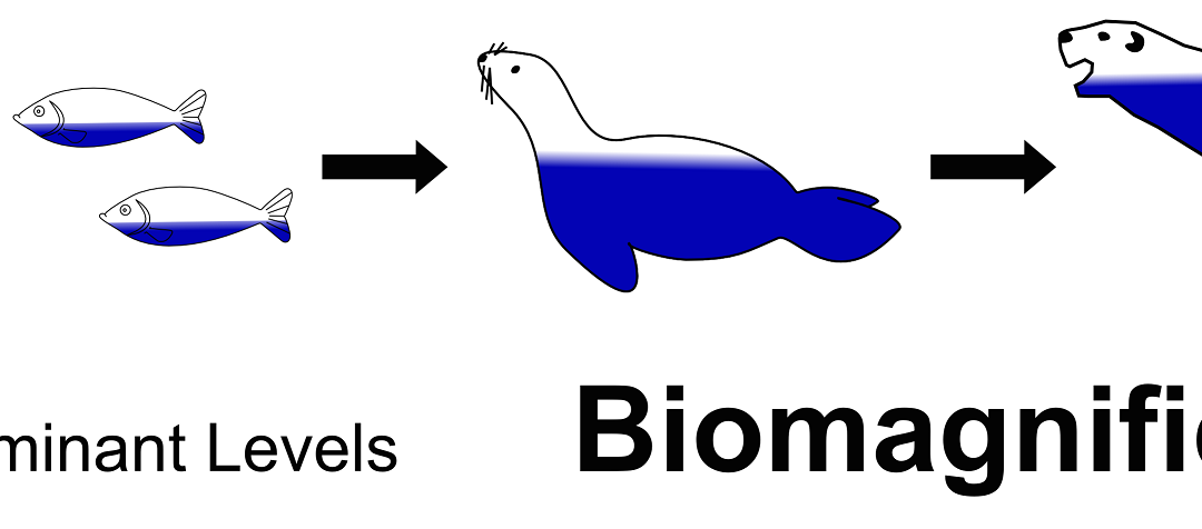 biomagnification-the-a-level-biologist-your-hub