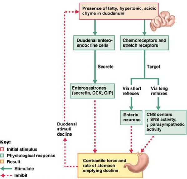 Nervous And Hormonal Control Of Digestion The A Level Biologist Your Hub 2409