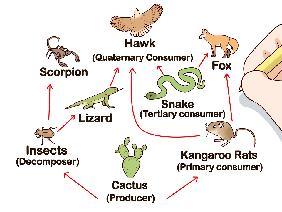 Food chain The A Level Biologist Your Hub