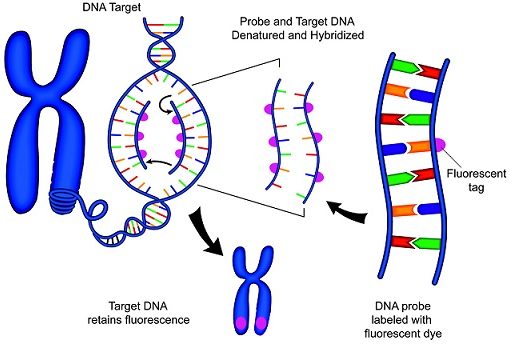 hybridisation | The A Level Biologist - Your Hub