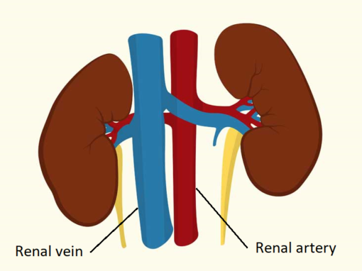 kidneys | The A Level Biologist - Your Hub