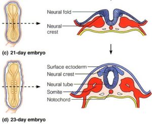 Neural development | The A Level Biologist - Your Hub