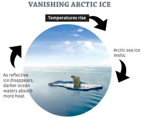 arctic_ice | The A Level Biologist - Your Hub