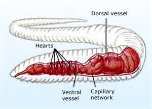 closed circulatory system earthworm