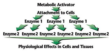 Enzyme_cascade | The A Level Biologist - Your Hub