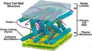 plant_cell_wall | The A Level Biologist - Your Hub