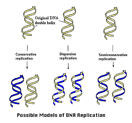 hypothesis on dna replication