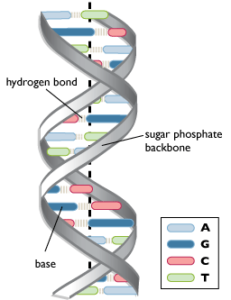 ? Structure of DNA and RNA | The A Level Biologist - Your Hub