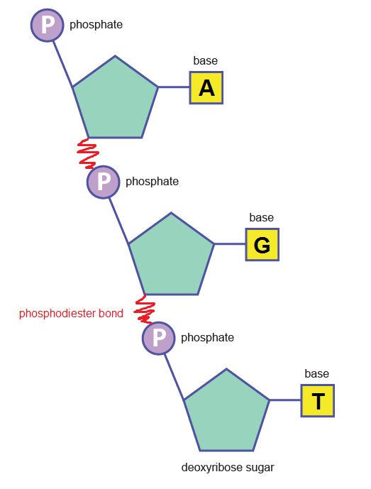 structure-of-dna-and-rna-the-a-level-biologist-your-hub