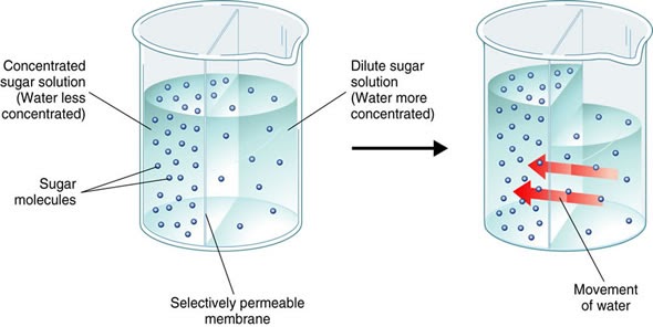 osmosis-the-a-level-biologist-your-hub