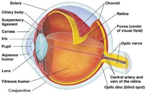 Mammalian vision | The A Level Biologist - Your Hub