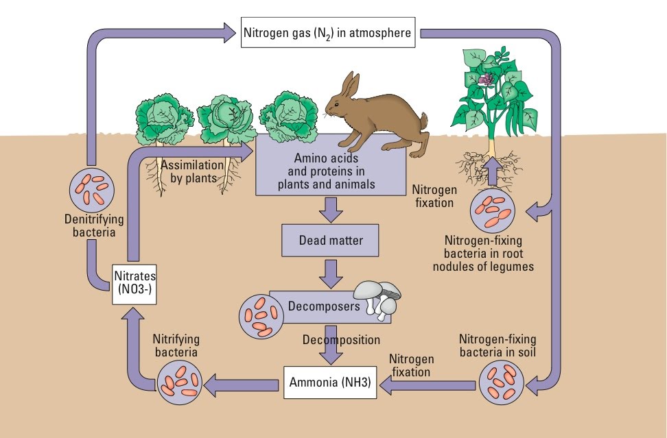 Nitrogen Cycles Wjec The A Level Biologist Your Hub