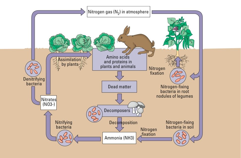 Nitrogen Cycle Aqa