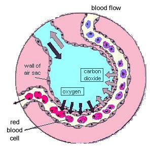 Human Gas Exchange The A Level Biologist Your Hub