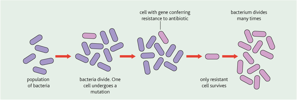 Antibiotic Resistance The A Level Biologist Your Hub 5220