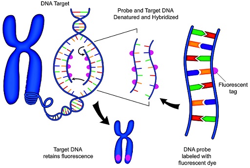 Differences in DNA between individuals of the same species can be ...