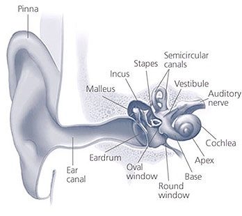 inner_ear | The A Level Biologist - Your Hub