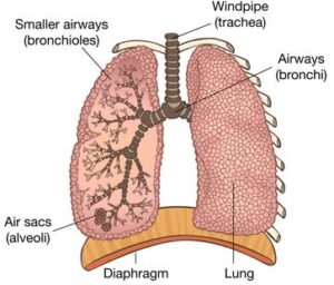 lungs-1 | The A Level Biologist - Your Hub