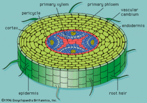 root (2) | The A Level Biologist - Your Hub