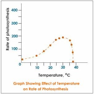 Temperature effect on photosynthesis The A Level Biologist Your Hub temperature-effect-on-photosynthesis-the-a-level-biologist-your-hub