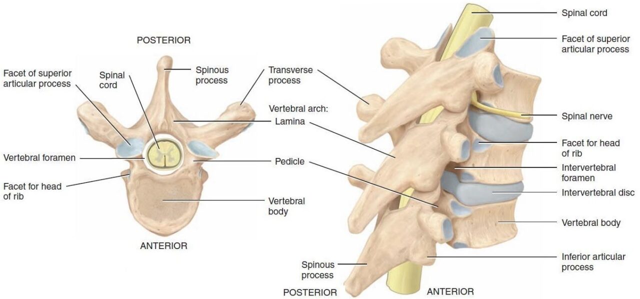 Vertebrae and deformities | The A Level Biologist - Your Hub